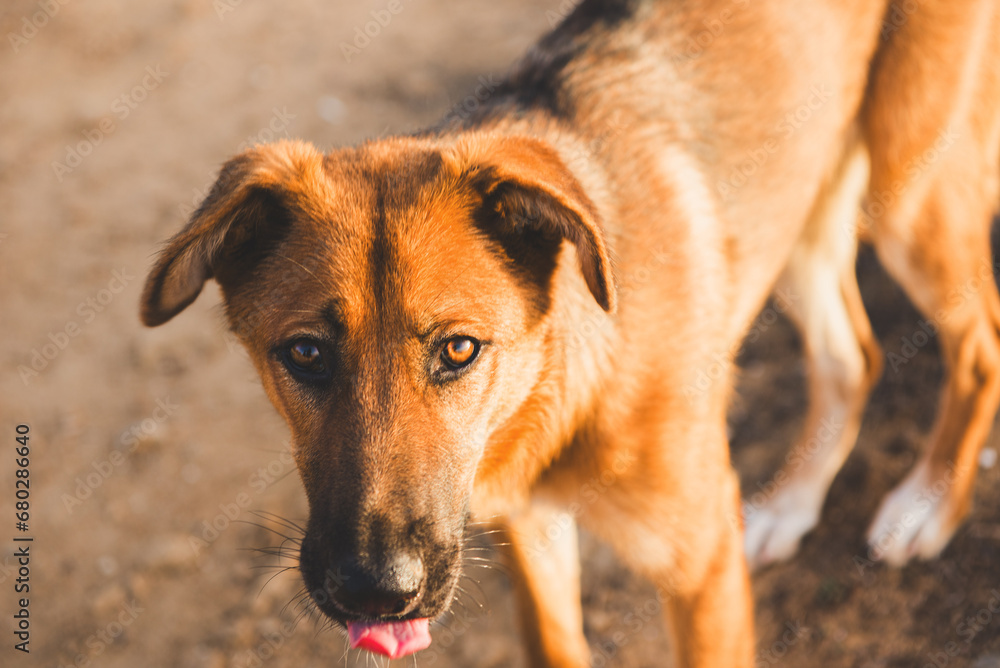 Stray dog. Brown Dog looking straight at the camera. Stray dog. Brown Dog looking straight at the camera.