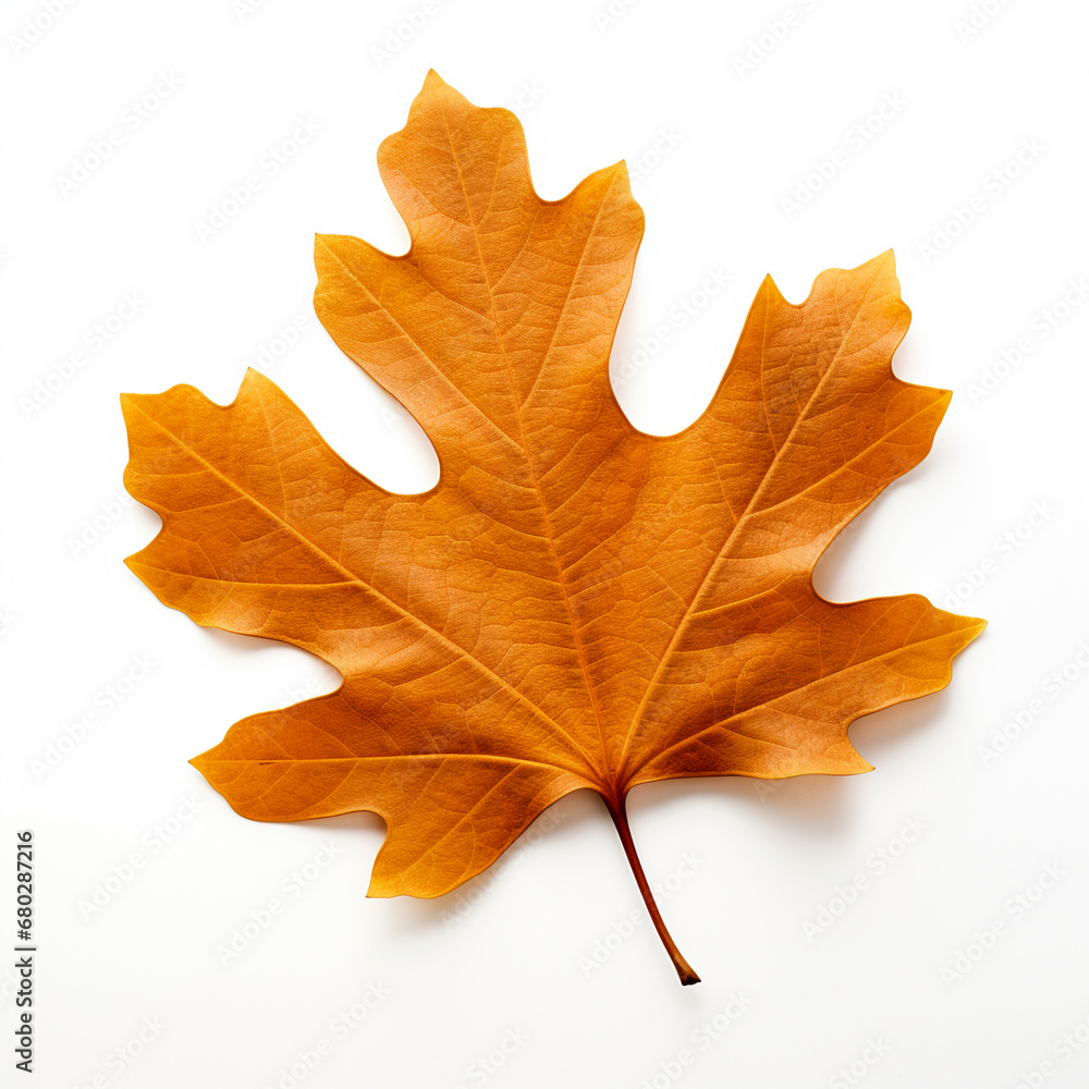 Fototapeta premium autumn oak leaf isolated on white background, AI Generative.