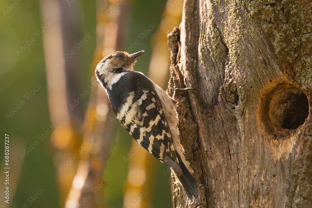 Lesser spotted woodpecker - Dryobates minor - by hollow with colorful background. Photo from Biebrza National Park in Poland. Lesser spotted woodpecker - Dryobates minor - by hollow with colorful background. Photo from Biebrza National Park in Poland.