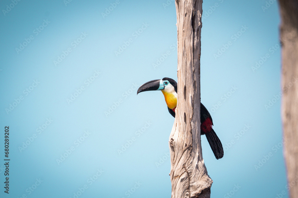 Obraz premium Toucan ariel sur son bois immergé