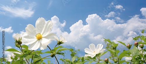 background of a vibrant summer sky, an isolated white flower emerges, complementing the beauty of nature in spring. As an animal gracefully wanders through the lush green garden, the blue hues of the