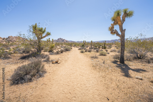 hiking the lost horse mine loop trail in joshua tree national park  california  usa