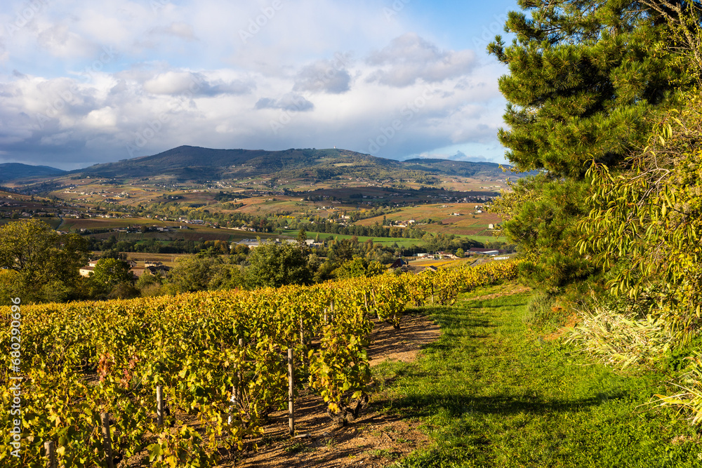 Panorama sur les vignes du Beaujolais jusqu’à la Montagne de Rochefort depuis les flancs du Mont Brouilly