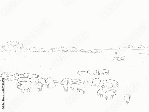 A Group Of Sheep In A Field - Field of grazing sheep