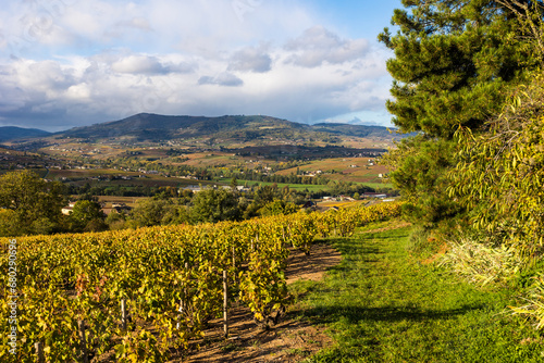 Panorama sur les vignes du Beaujolais jusqu      la Montagne de Rochefort depuis les flancs du Mont Brouilly