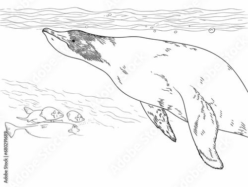 A Black And White Drawing Of A Penguin Swimming In Water - Humboldt penguin underwater with a fish.