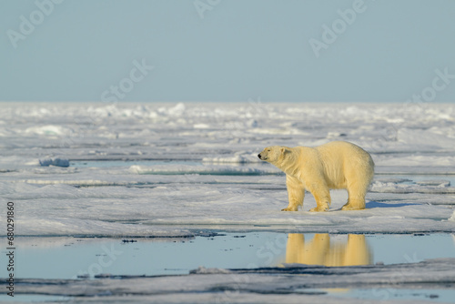 Polar bear  Ursus maritimus  on ice  Svalbard  Norway