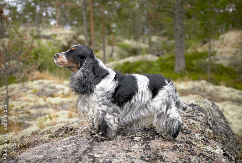 Fototapeta premium Portrait of a purebred English Cocker spaniel. The dog stands on a rocky ledge and looks into the distance. Trees, shrubs, moss are visible in the background. Female. Age 9 years.