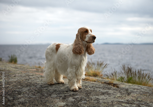 Portrait of a purebred English Cocker spaniel. The dog is standing on a rocky shore and look carefully ahead. Lake Ladoga is in the background. Female. Age 4.5 years. The color is orange roan.