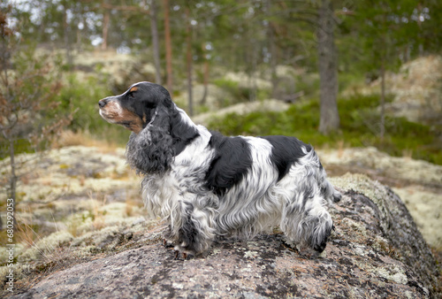 Portrait of a purebred English Cocker spaniel. The dog stands on a rocky ledge and looks into the distance. Trees, shrubs, moss are visible in the background. Female. Age 9 years.