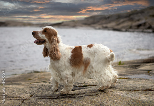 Portrait of a thoroughbred English Cocker spaniel. The dog is standing on a rocky shore. The color is orange-roan.