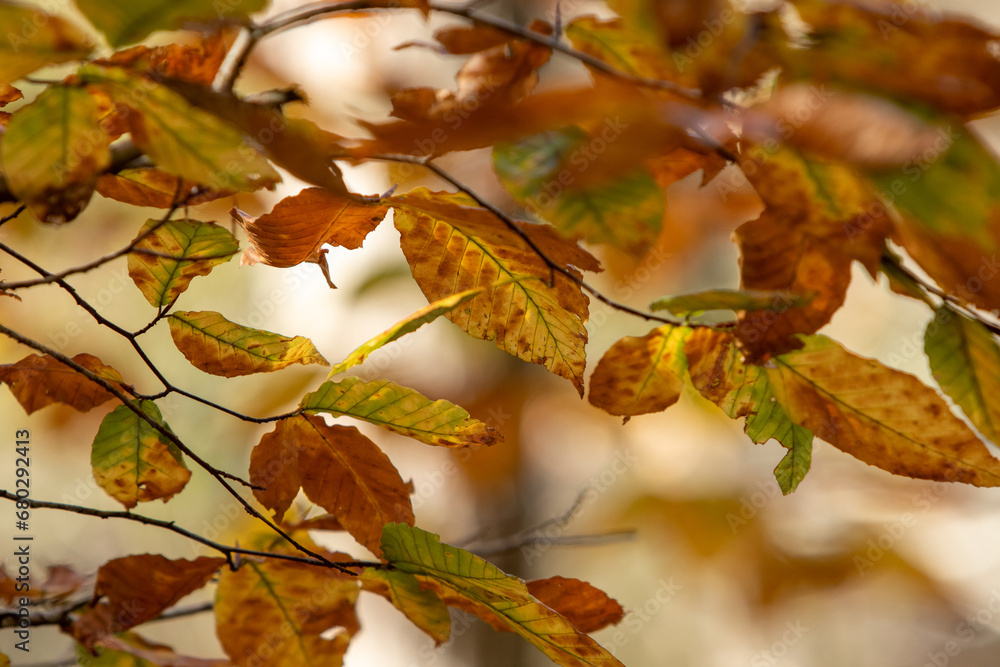 leaves changing colors in the fall leaves changing colors in the fall