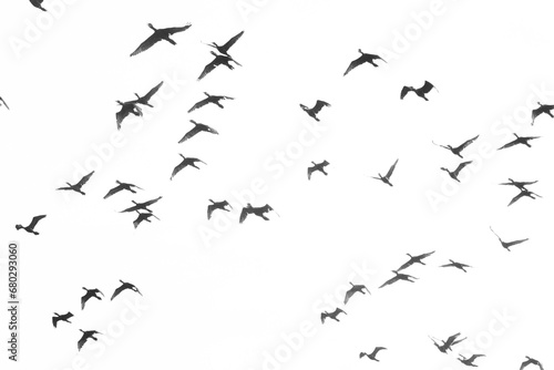 Famille de cormorans au dessus des marais de Kaw