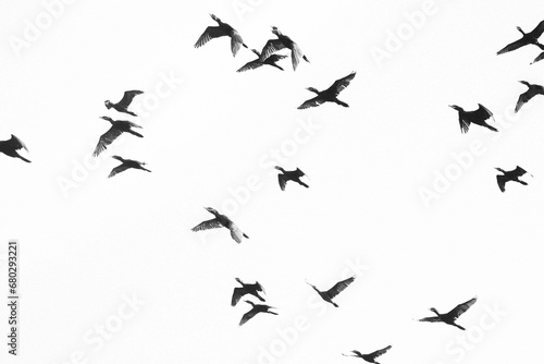 Famille de cormorans au dessus des marais de Kaw photo