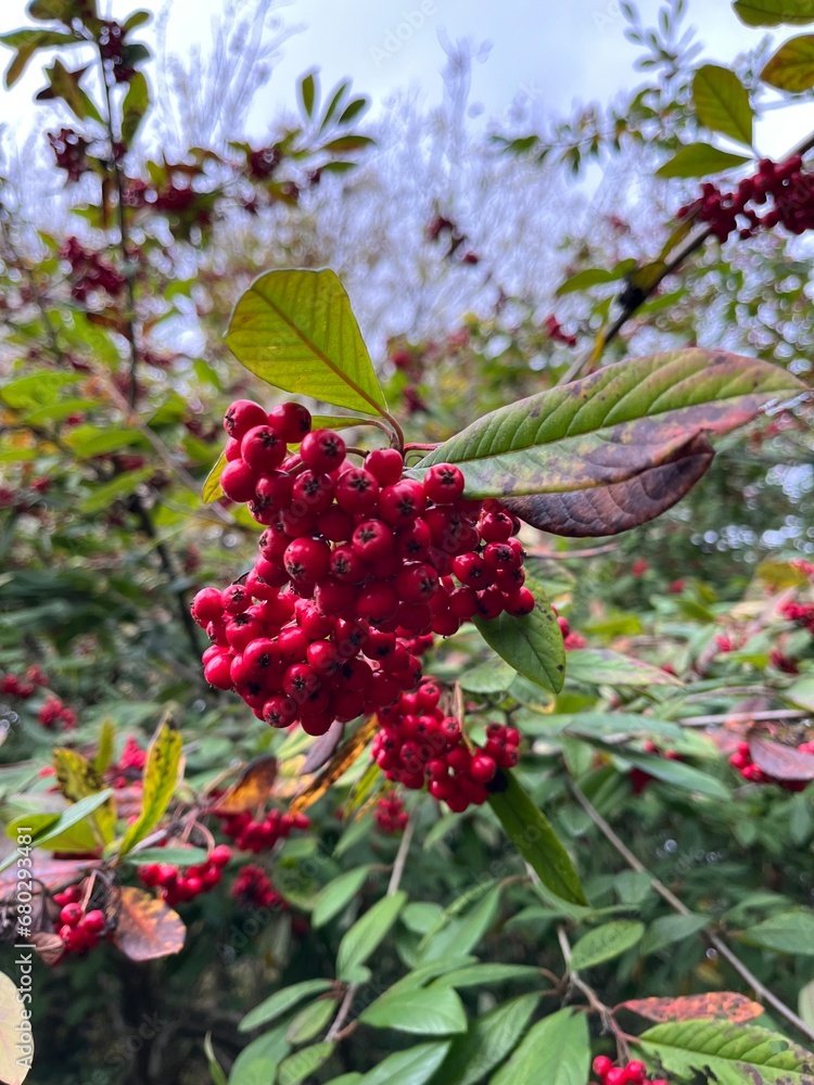 red berries on a bush red berries on a bush