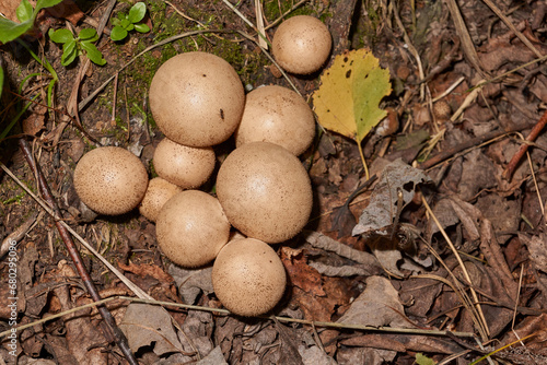 A walk in the forest for mushrooms. Raincoat mushroom (Latin Lycoperdon) is a genus of mushrooms in the Champignonaceae family.
