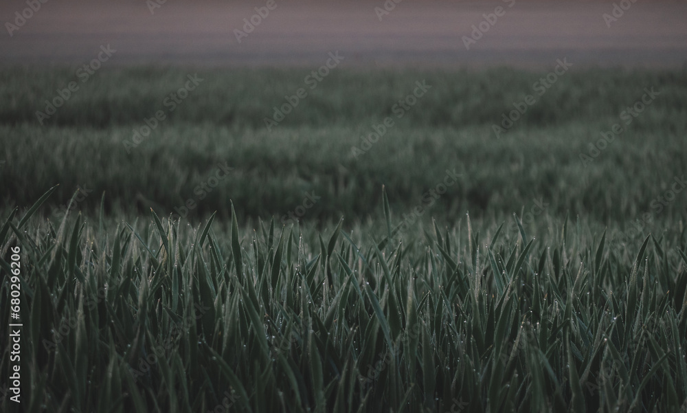 Obraz premium An early morning farmer's field with morning dew on the leaves