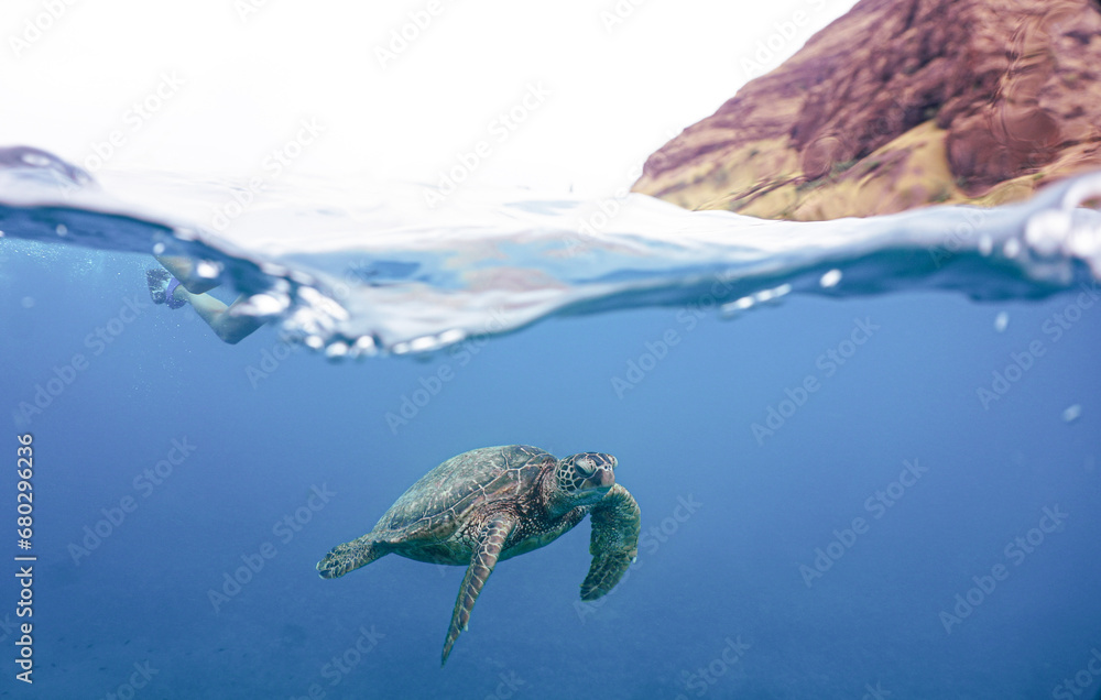 Swimming with Wild Hawaiian Green Sea Turtles in Hawaii 