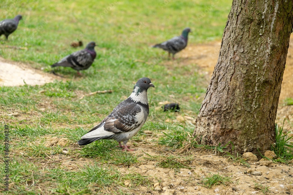 Obraz premium Pigeon or Dove bird on the window, house, park in the city. Slovakia