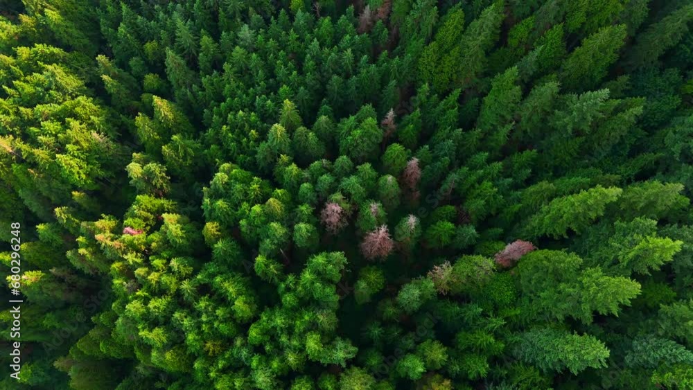 Top down view of the coniferous forest. Canada Top down view of the coniferous forest. Canada