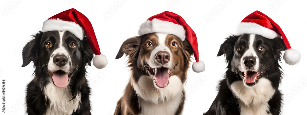 Obraz premium Collection of Joyful Border Collie Wearing Santa Claus Hat, Christmas Dog isolated on transparent background - Generative AI