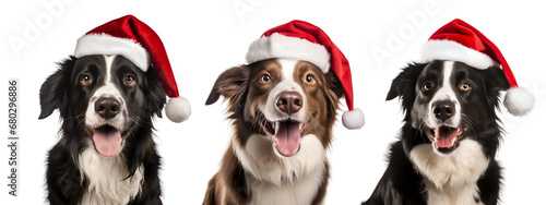 Collection of Joyful Border Collie Wearing Santa Claus Hat, Christmas Dog isolated on transparent background - Generative AI 