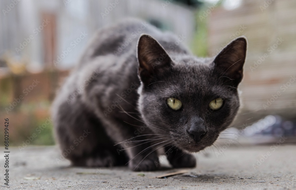 Portrait of a gray cat with yellow eyes on the street
