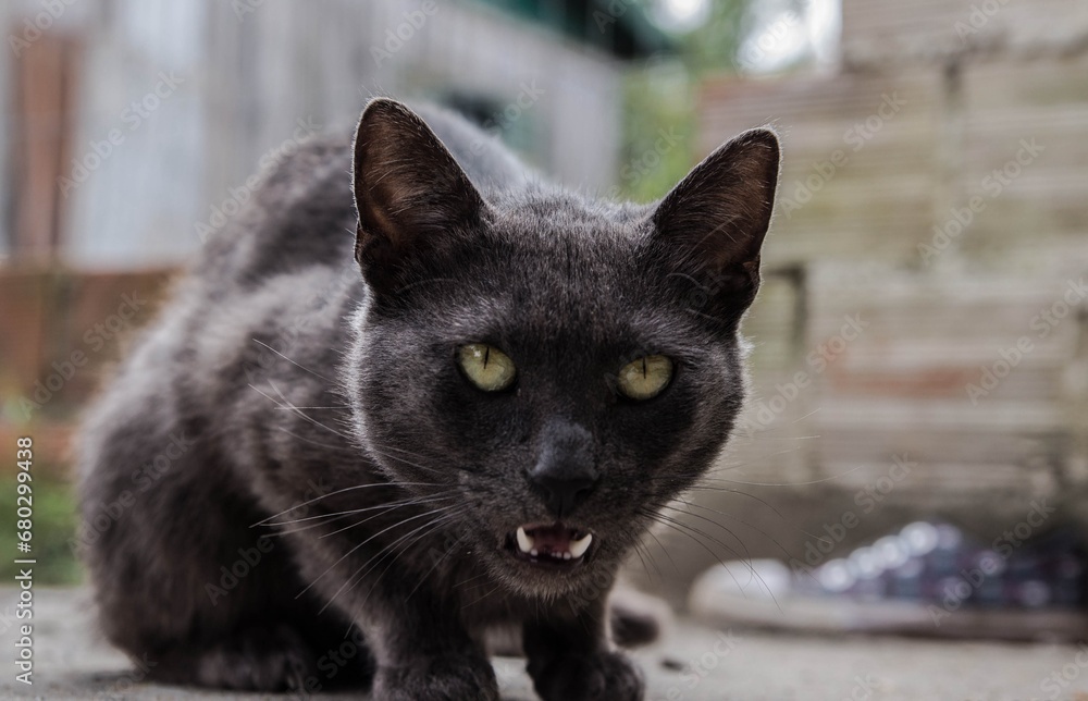 Portrait of a gray cat with yellow eyes on the street