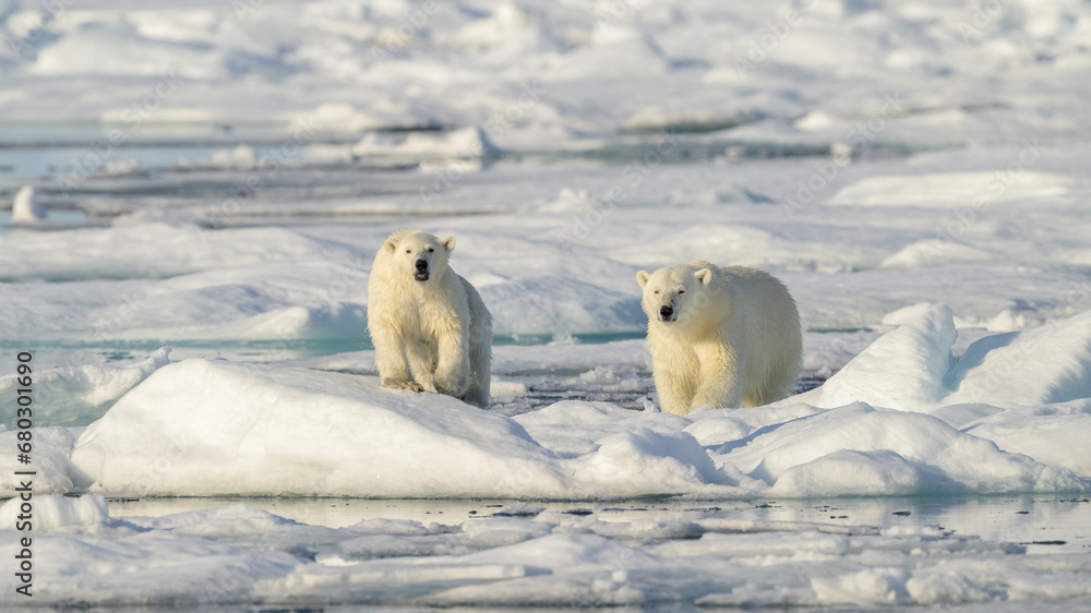 Female Polar bear and cub (Ursus maritimus) on ice, Svalbard, Norway Female Polar bear and cub (Ursus maritimus) on ice, Svalbard, Norway