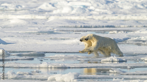 Female Polar bear and cub (Ursus maritimus) on ice, Svalbard, Norway