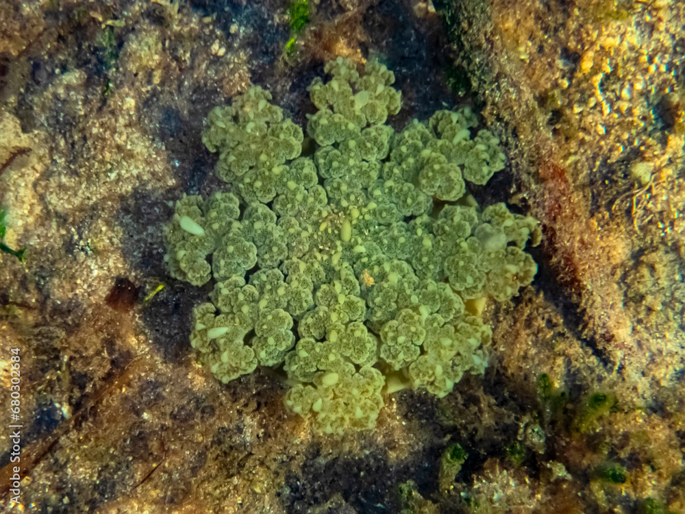 Água-viva invertida (Cassiopea) | Upside-down jellyfish