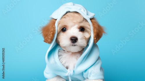 Cute puppy in blue clothes on a blue background. Studio photography. A small dog in a medical gown on a blue background with space for text.