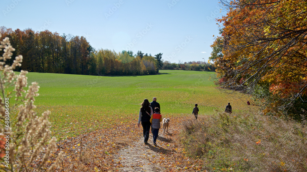 Fototapeta premium Family dog walking in the forest footpath in autumn