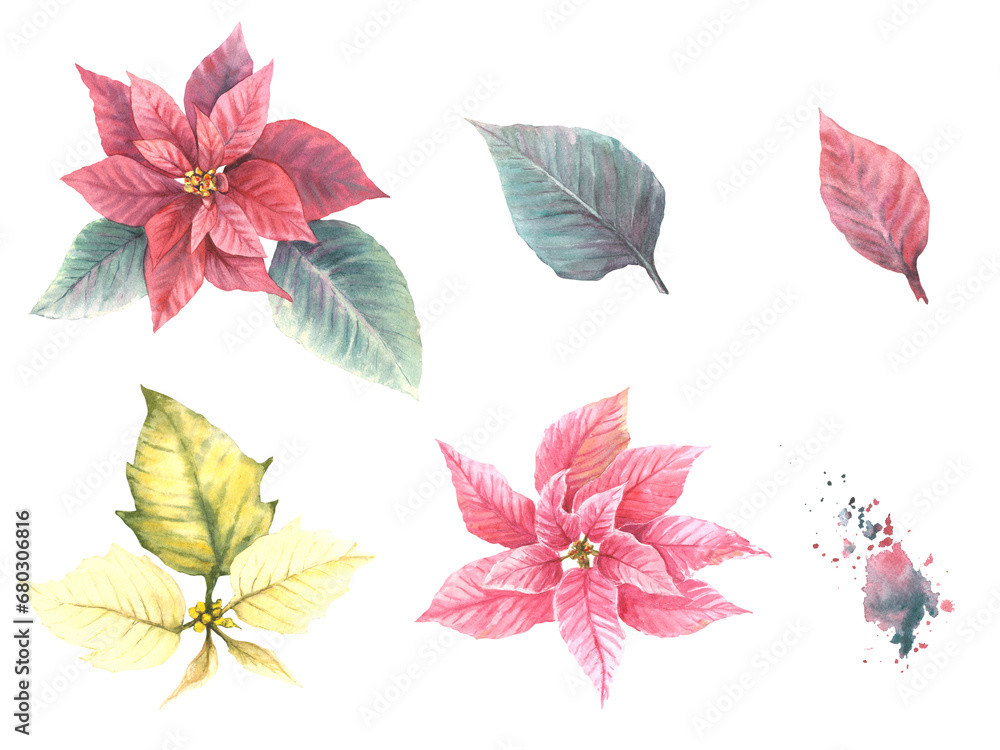 Watercolor painted set of pink, red yellow Poinsettia, Pulcherrima flowers, leaves with aquarelle splashes Traditional plant for Christmas, New Year decor, winter floral art. Isolated white background
