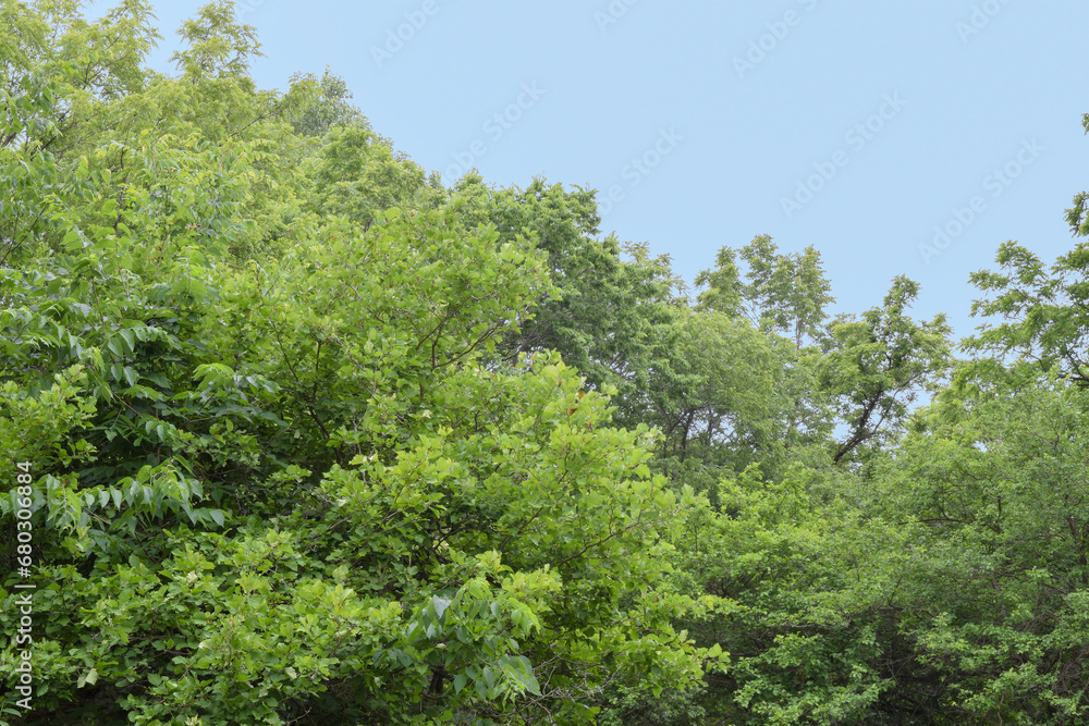 Green Trees and Blue Sky in Springtime with Copy Space
