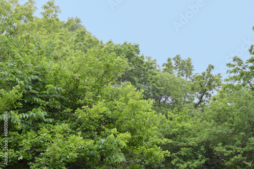 Green Trees and Blue Sky in Springtime with Copy Space © Melissa