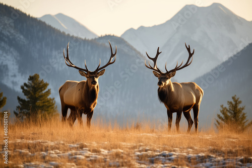  Two majestic bull elks in a golden meadow at dusk with mountains in the backdrop.