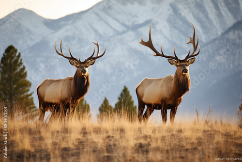  Two majestic bull elks in a golden meadow at dusk with mountains in the backdrop.