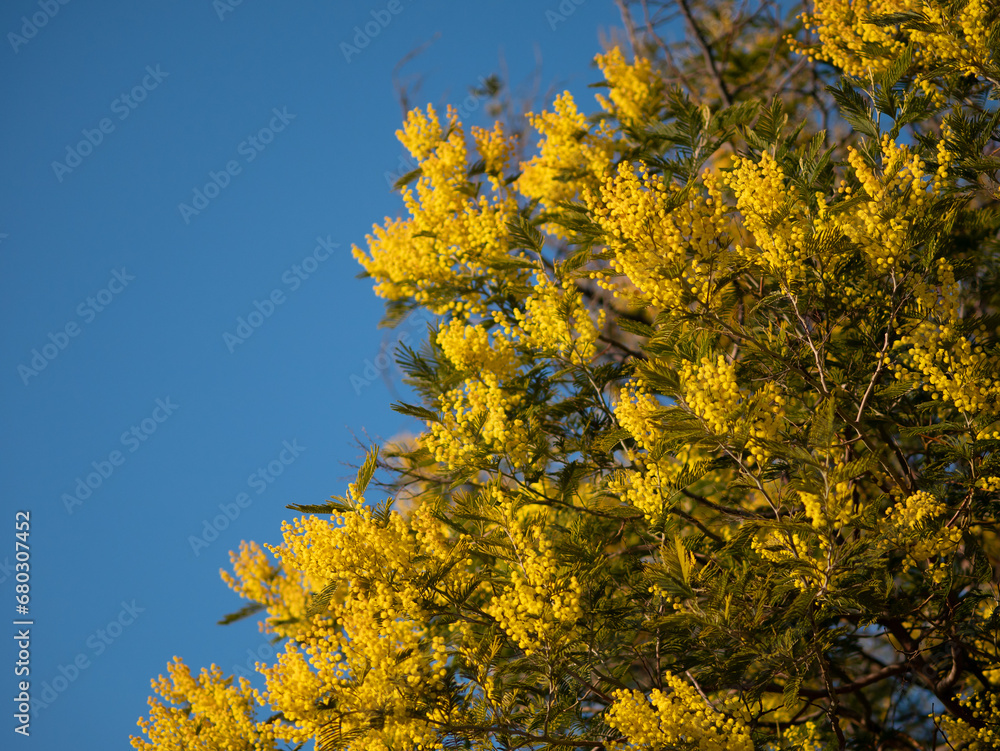 Beautiful bright yellow hairy mimosa flowers close-up. Blooming mimosa tree in early spring waves on wind. Sunny spring day. Acacia dealbata. Fluffy flowers in spring garden with sunny bokeh light Beautiful bright yellow hairy mimosa flowers close-up. Blooming mimosa tree in early spring waves on wind. Sunny spring day. Acacia dealbata. Fluffy flowers in spring garden with sunny bokeh light