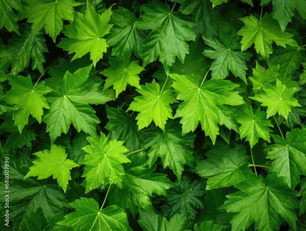 Green Lush Natural Background of Sycamore Leaves, Maple Leaves Frame Flat Lay, Beautiful Garden Foliage Green Lush Natural Background of Sycamore Leaves, Maple Leaves Frame Flat Lay, Beautiful Garden Foliage