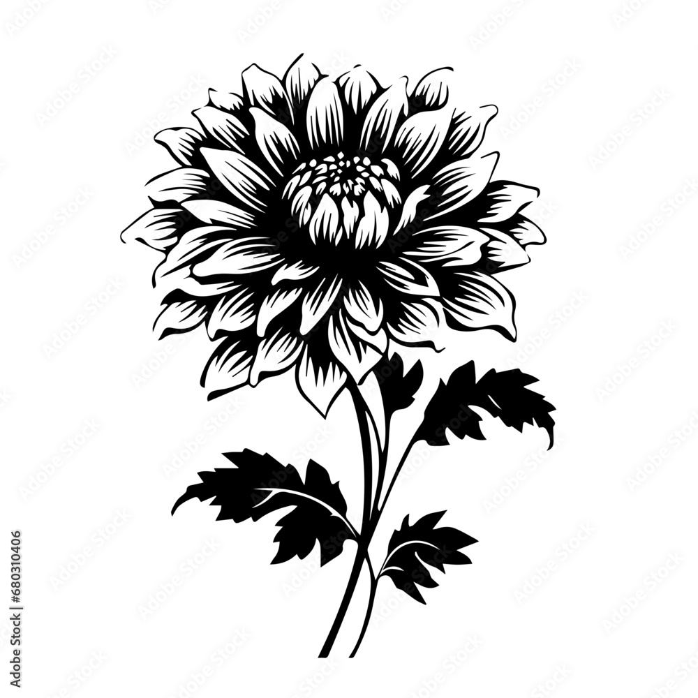 Elegant Aster Flower Vector Illustration Elegant Aster Flower Vector Illustration