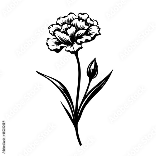  Delicate Carnation Flower Vector Illustration