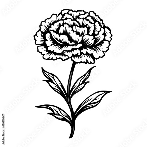Fototapeta Naklejka Na Ścianę i Meble -   Delicate Carnation Flower Vector Illustration