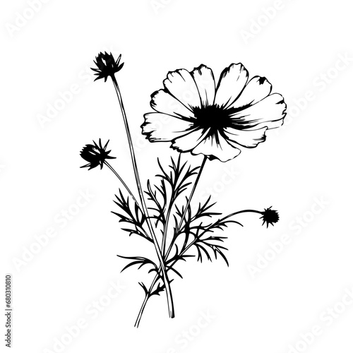 Ethereal Cosmos Flower Vector Illustration