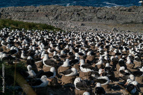 フォークランド諸島 イワトビペンギン マユグロアホウドリの集団繫殖地