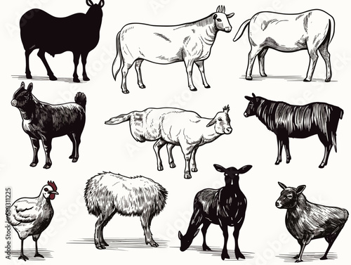 A Group Of Animals In Different Poses - Set of vector drawings of farm animals.