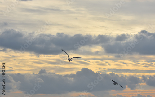 Seagulls flying with open wings at cloudy sunset