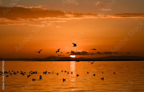 Sunset on a sea.  Seagulls flying and swimming on the sea, silhouette
