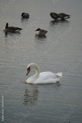 swan and birds and ducks in the lake