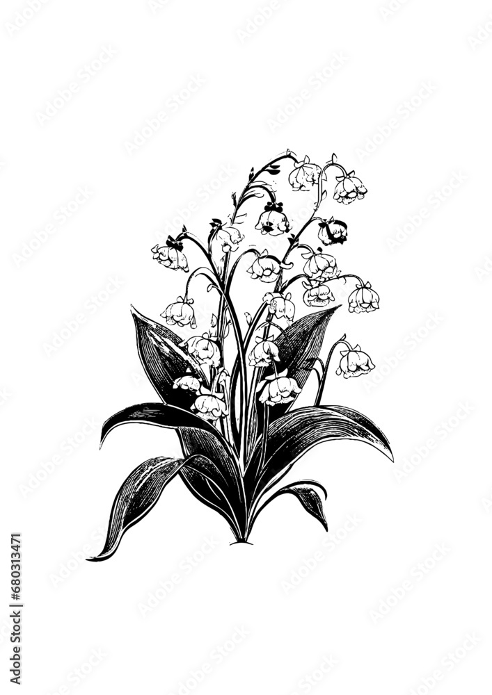 Elegant Lily of the Valley Vector Illustration Stock Vector | Adobe Stock